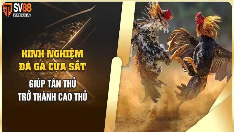 Đá gà cựa sắt - Tiêu chí và kinh nghiệm để chiến thắng 7 Bí quyết đặt cược đá gà cựa sắt tại Sv88