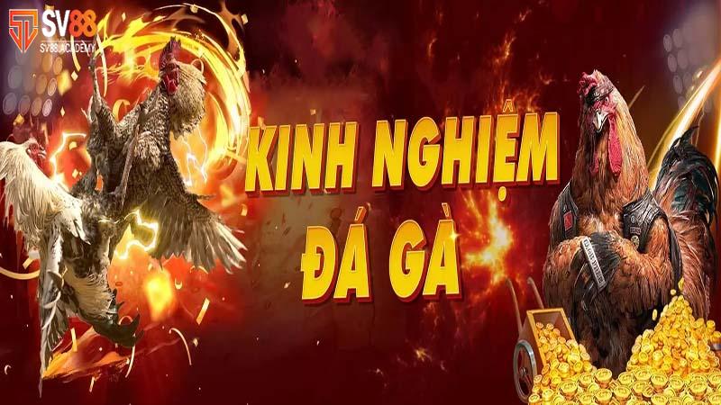 Đá gà cựa dao - Thể loại cá độ đẳng cấp tại nhà cái SV88 7 Bí quyết quý giá để chinh phục đá gà cựa dao