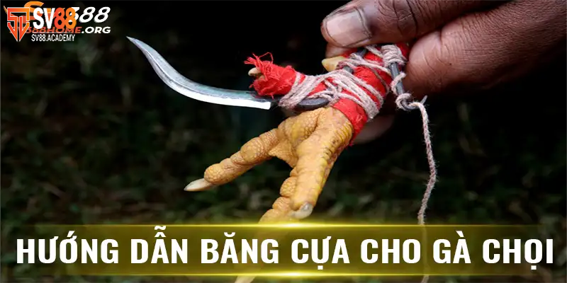Hướng dẫn băng cựa gà cho chiến kê