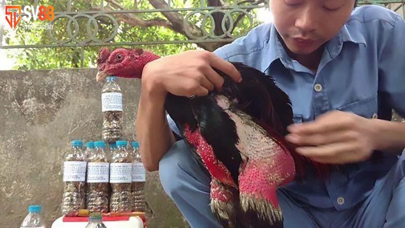 Lưu ý khi nuôi gà đá nhanh lớn