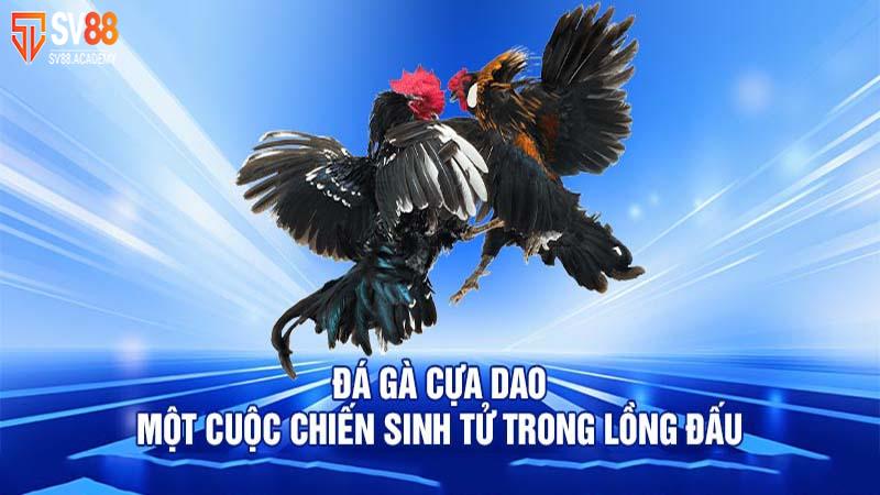 Đá gà cựa dao - Thể loại cá độ đẳng cấp tại nhà cái SV88 6 Tham gia đặt cược đá gà cựa dao