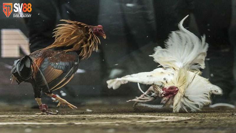 Đá gà cựa sắt - Tiêu chí và kinh nghiệm để chiến thắng 6 Tiêu chí lựa chọn chiến kê tốt