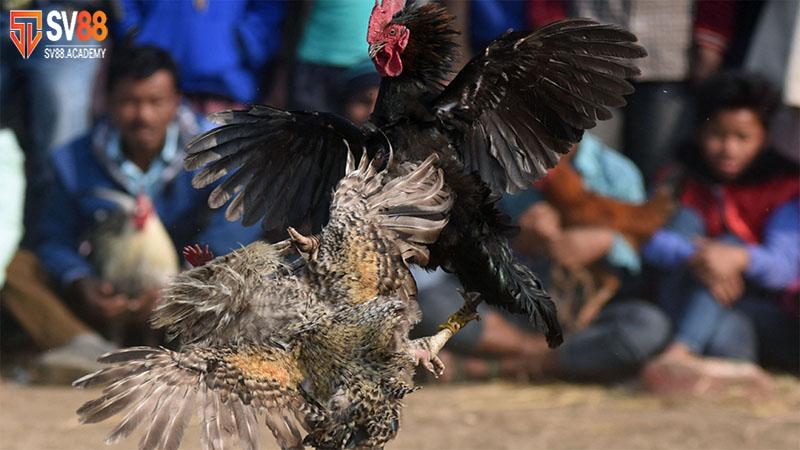 Tìm Hiểu Phương Pháp Vô Mồi Cho Gà Đá Tăng Sức Chiến Đấu 3 Cách vô mồi cho gà đá khỏe mạnh