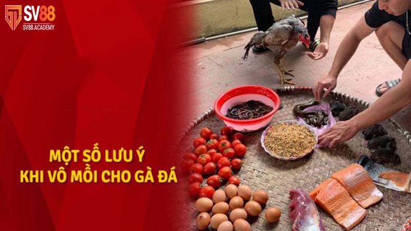 Tìm Hiểu Phương Pháp Vô Mồi Cho Gà Đá Tăng Sức Chiến Đấu 7 Lưu ý trong việc vô mồi cho gà